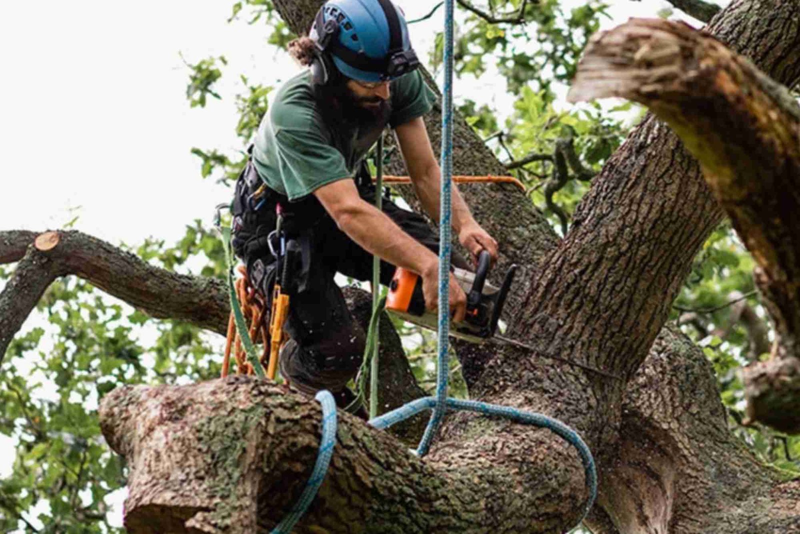 Tree Service in La Grange, IL